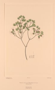 班克斯花卉册》第 106 版 Darwinia Fascicularis