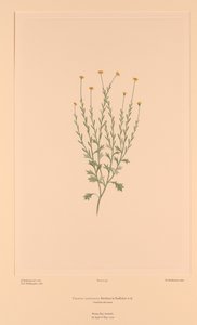 班克斯花菜 插图 159 Calotis lappulacea