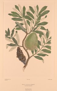 班克斯花卉图谱 第 284 版 完整叶银杏 Banksia Integrifolia