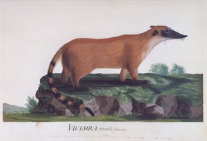 雌性的Viverra nasuta，西德尼-帕金森（约1745-1771）的彩色雕刻。