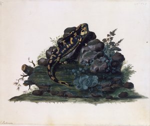 蝾螈，西德尼-帕金森（约1745-1771）的水彩画，英国