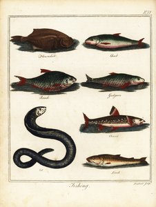 钓鱼：比目鱼、鲢鱼、鳊鱼、鳕鱼、鲑鱼、鳗鱼、泥鳅。1792 年（雕刻）