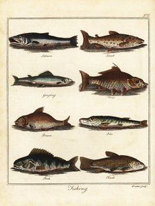 钓鱼：鲑鱼、鳟鱼、白鲑鱼、鲤鱼、鳊鱼、梭子鱼、鲈鱼、滕斯 1792 年（雕刻）