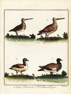 猎鸟：鹬、鹬、野鸭、鸫。 1792（刻）
