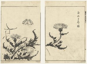 蓟和蝴蝶
蓟与蝶（系列名称） 作者 橘森国（出自）