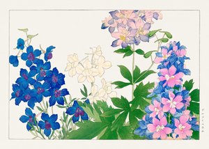 来自 "Seiyou Sokazufu" 的飞燕草花朵
