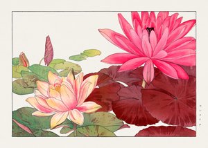 圣友所和府》中的莲花