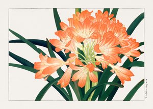 来自 "Seiyou Sokazufu "的复古昙花