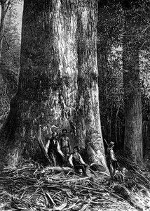 澳大利亚，巨型桉树，1886年