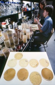 伊利诺伊大学的博士生在美国科学院图书馆研究重组 DNA。 作者 特德·斯皮格尔