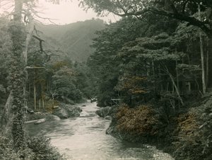 山中地区的秋季森林，约 1900 - 1915 年（照片） 作者 