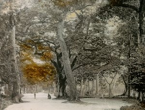 京都下鸭公园的百年老树，约 1900 - 1915 年（照片） 作者 