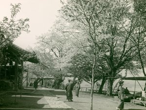 本州岛大津市的樱花，约 1900 - 1915 年（照片） 作者 