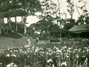 东京堀切庄园的鸢尾花园，约 1900 - 1915 年（照片） 作者 