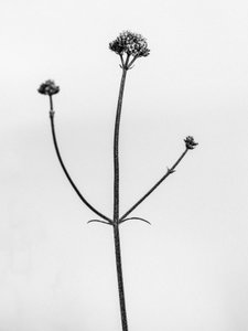 花丛中 11，2021 年（黑白照片） 作者 泰斯·阿尔伯斯