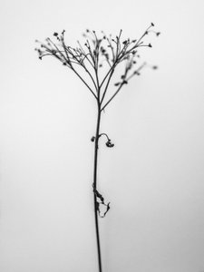 花丛中 13，2021 年（黑白照片） 作者 泰斯·阿尔伯斯