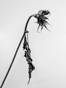 花丛中 15，2021 年（黑白照片） 作者 泰斯·阿尔伯斯