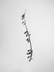 花丛中 22，2021 年（黑白照片）