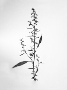 花丛中 24，2021 年（黑白照片） 作者 泰斯·阿尔伯斯