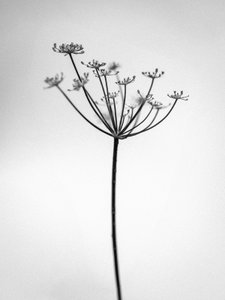 2021 年，花丛中 29（黑白照片） 作者 泰斯·阿尔伯斯