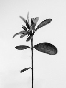 2021 年，花丛中 30（黑白照片） 作者 泰斯·阿尔伯斯