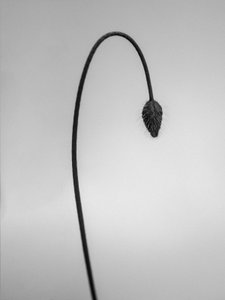 花丛中 39，2021 年（黑白照片） 作者 泰斯·阿尔伯斯