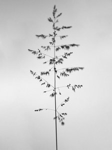 花丛中 46，2021 年（黑白照片） 作者 泰斯·阿尔伯斯
