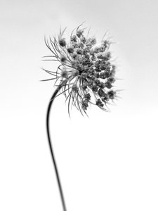 花丛中 52，2021 年（黑白照片） 作者 泰斯·阿尔伯斯