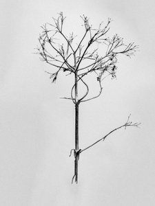 花丛中 77，2021（黑白照片） 作者 泰斯·阿尔伯斯