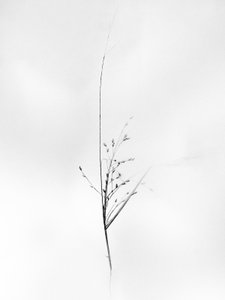 花丛中 79，2021 年（黑白照片） 作者 泰斯·阿尔伯斯