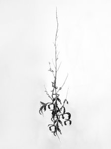 花丛中 80，2021 年（黑白照片） 作者 泰斯·阿尔伯斯