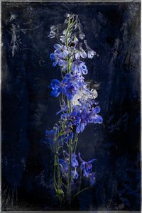Gloaming, 2018 (图片) 作者 泰斯·阿尔伯斯