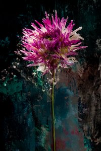 糖葫芦，2018（照片）