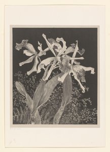 兰花 兰花 花卉研究（原系列标题） 作者 西奥·范·霍特玛