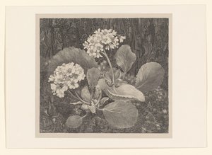 苔藓中的报春花 花卉研究（原系列标题） 作者 西奥·范·霍特玛