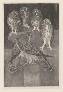 四只小猫头鹰和两只红隼
动物研究（原系列名称） 作者 西奥·范·霍特玛