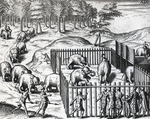 勃固王国（现在的缅甸）的猎象活动，西奥多-德-布莱（1528-1598），雕刻。 作者 西奥多·德布瑞