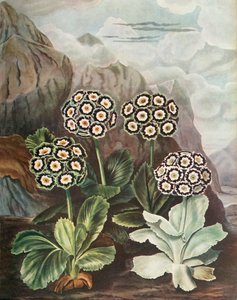 把手，c1802-1821，1948年。