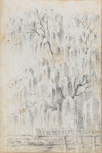 默顿一棵悬挂在水面上的树的研究（右图）