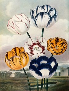 郁金香，c1802-1821，1948年。