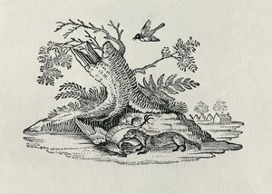 1790年，来自“四足动物史”的公鸡麝香猫 作者 托马斯·贝威克
