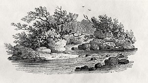 河流中的一个弯道，出自《水鸟》，1804年出版（木刻）。 作者 托马斯·贝威克