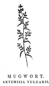 一幅木版画，描绘了艾蒿的小枝，艾蒿是蒿属的一种芳香植物。 托马斯·比威克 (Thomas Bewick，1753-1828 年) 的木刻，英国雕刻家和自然历史作家 作者 托马斯·贝威克