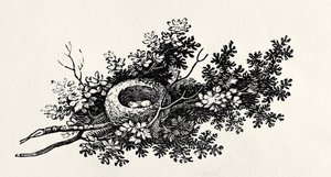 鸟巢，来自“英国鸟类史”第一卷，酒吧。 1797年（木版画） 作者 托马斯·贝威克