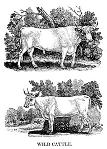 英国野牛或公园牛，1790年 作者 托马斯·贝威克