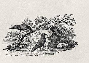 乌鸦（Corvus corone corone）来自“英国鸟类史”第一卷，酒吧。 1797年（木版画）