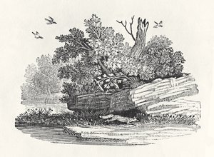 福克斯逃离，来自“四足动物的通史”，1790年出版（木版画）
