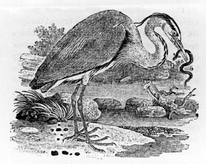 苍鹭，来自托马斯·比威克的“英国鸟类史”的插图，首次出版于1797年