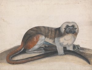 品契或红尾猴》（原名《科滕头狨》）研究报告 作者 托马斯·贝威克