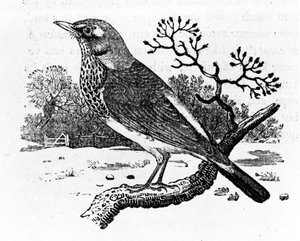 Fieldfare，来自托马斯·比威克的“英国鸟类史”的插图，首次出版于1797年（木刻）